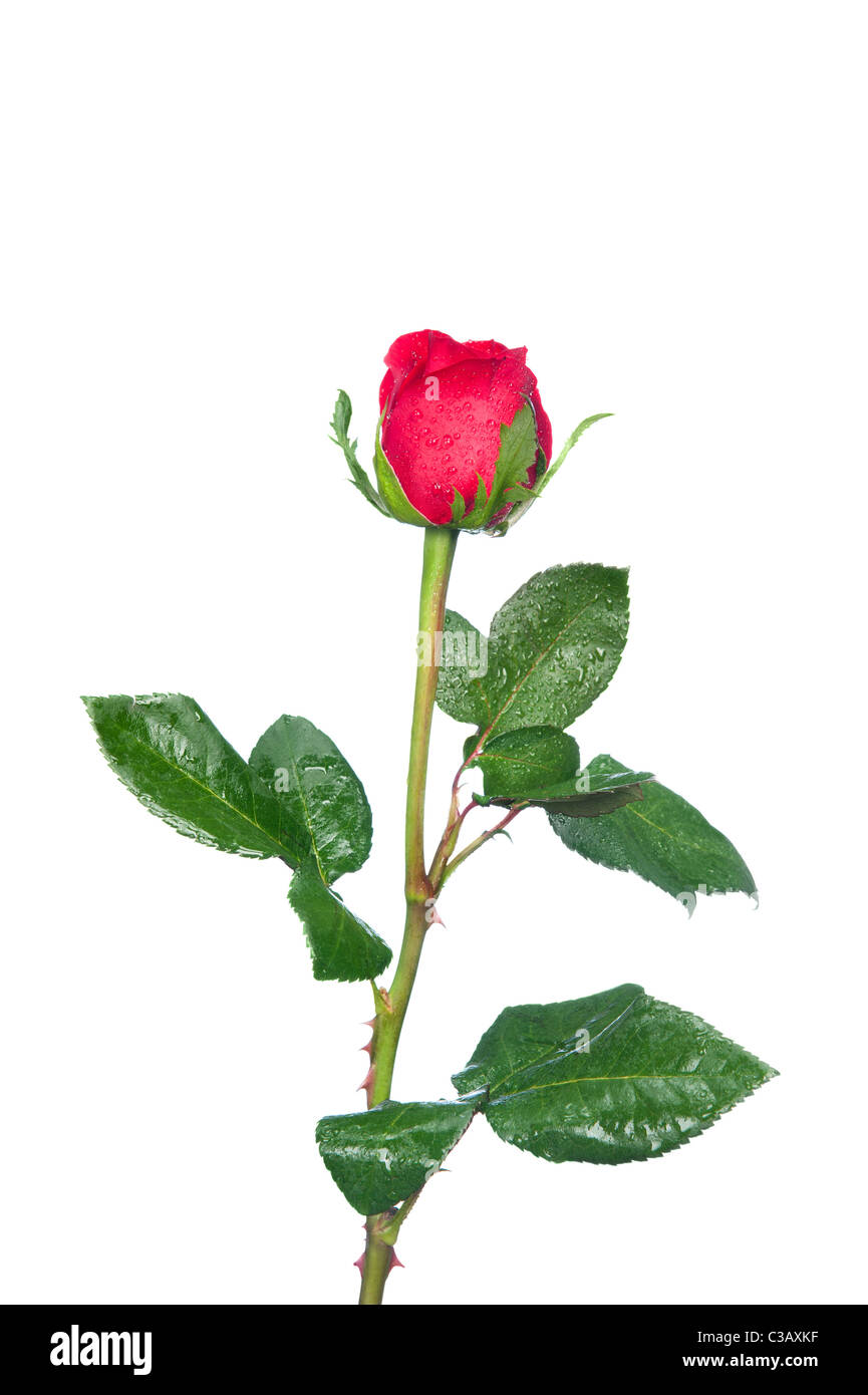 Une rose rouge isolé sur blanc. Banque D'Images