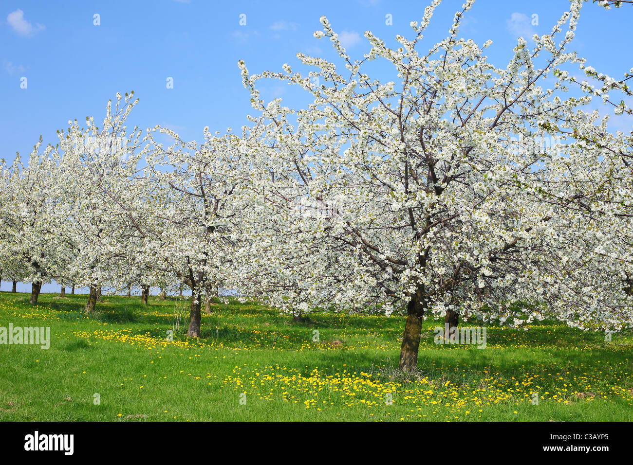 Cerisiers en fleurs printemps floraison Cherry Orchard Banque D'Images