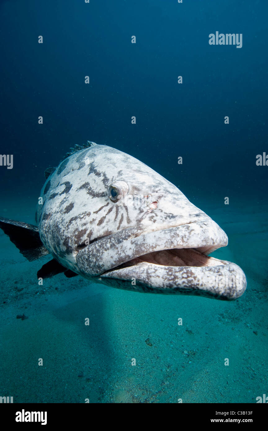 Patate grouper, Epinephelus tukula, la baie de Sodwana, Afrique du Sud, l'Inde Ocean Banque D'Images