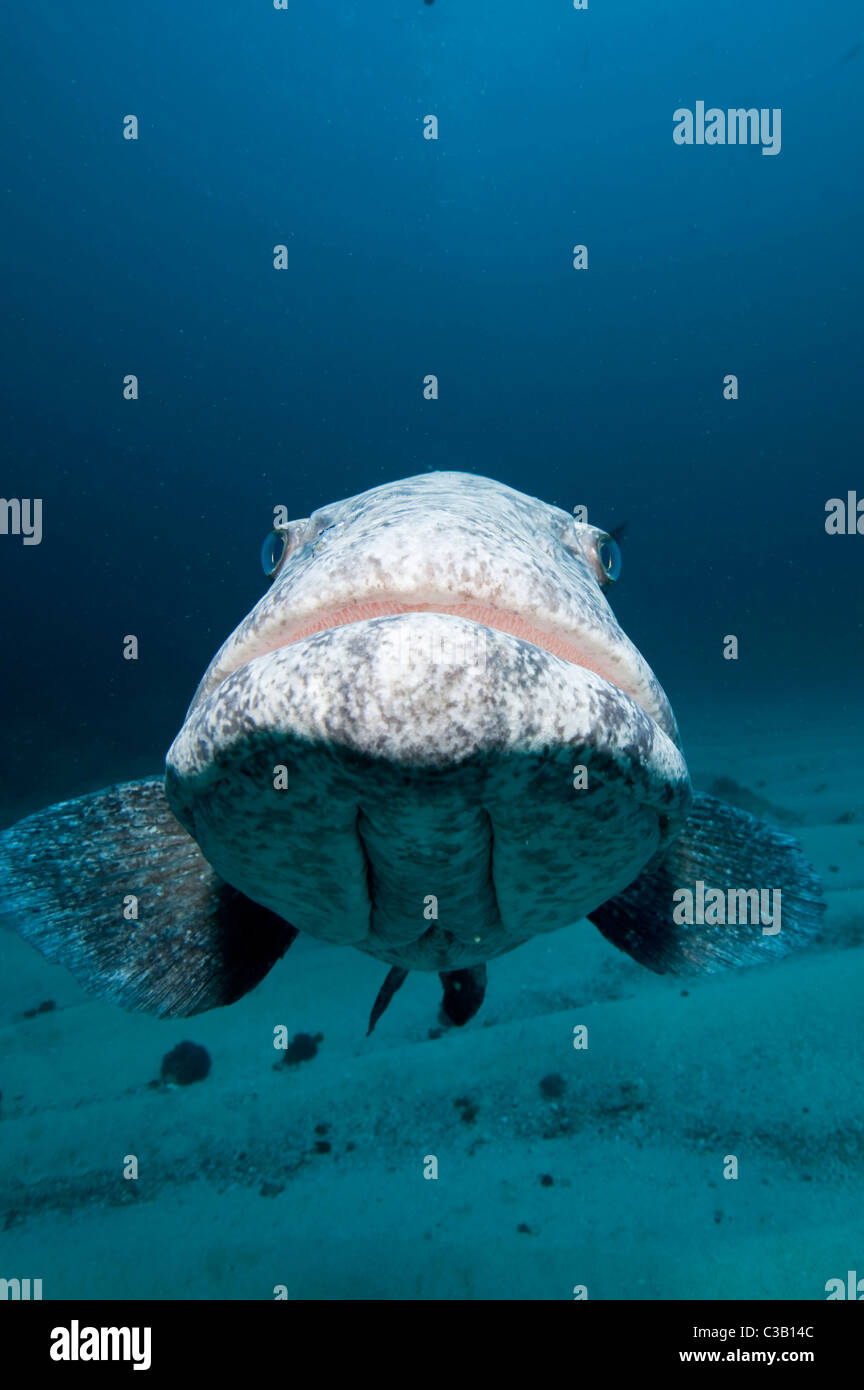 Patate grouper, Epinephelus tukula, la baie de Sodwana, Afrique du Sud, l'Inde Ocean Banque D'Images