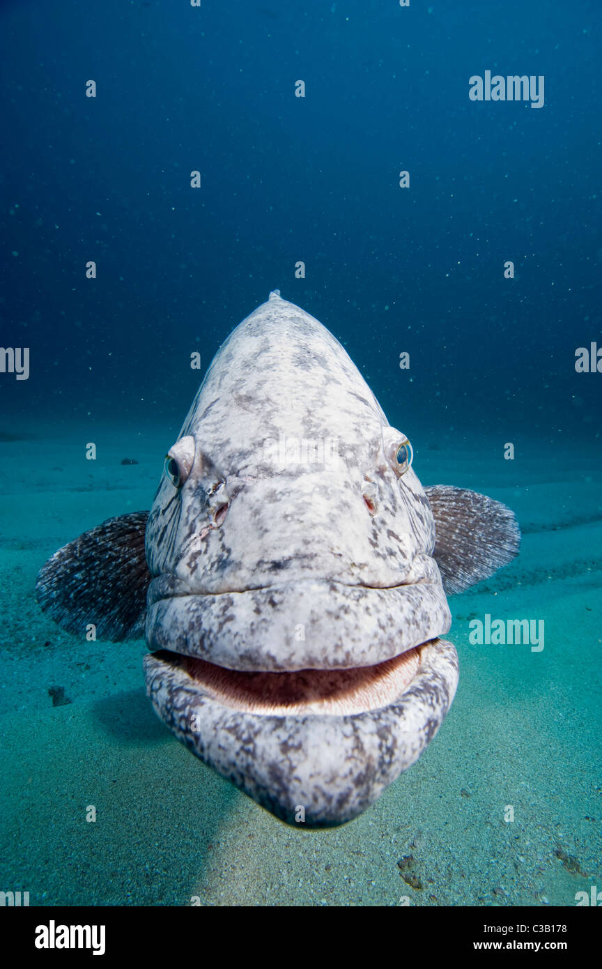 Patate grouper, Epinephelus tukula, la baie de Sodwana, Afrique du Sud, l'Inde Ocean Banque D'Images