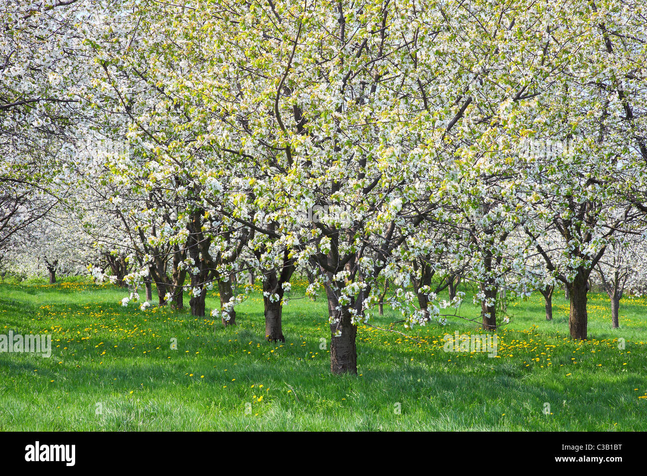 Cerisiers en fleurs printemps floraison Cherry Orchard Banque D'Images