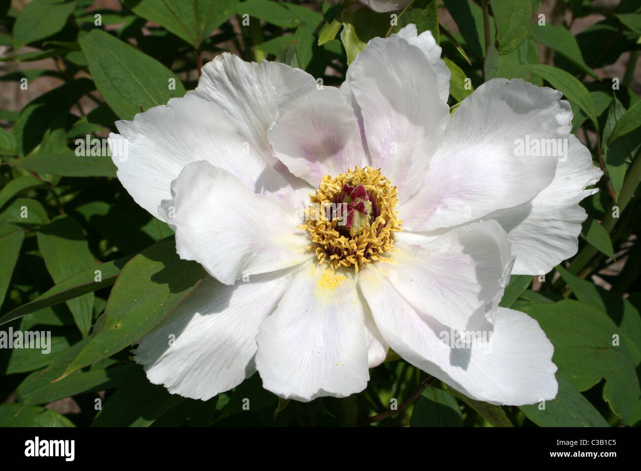 Couleur blanc Fleur pivoine arbustive Paeonia suffruticosa Banque D'Images