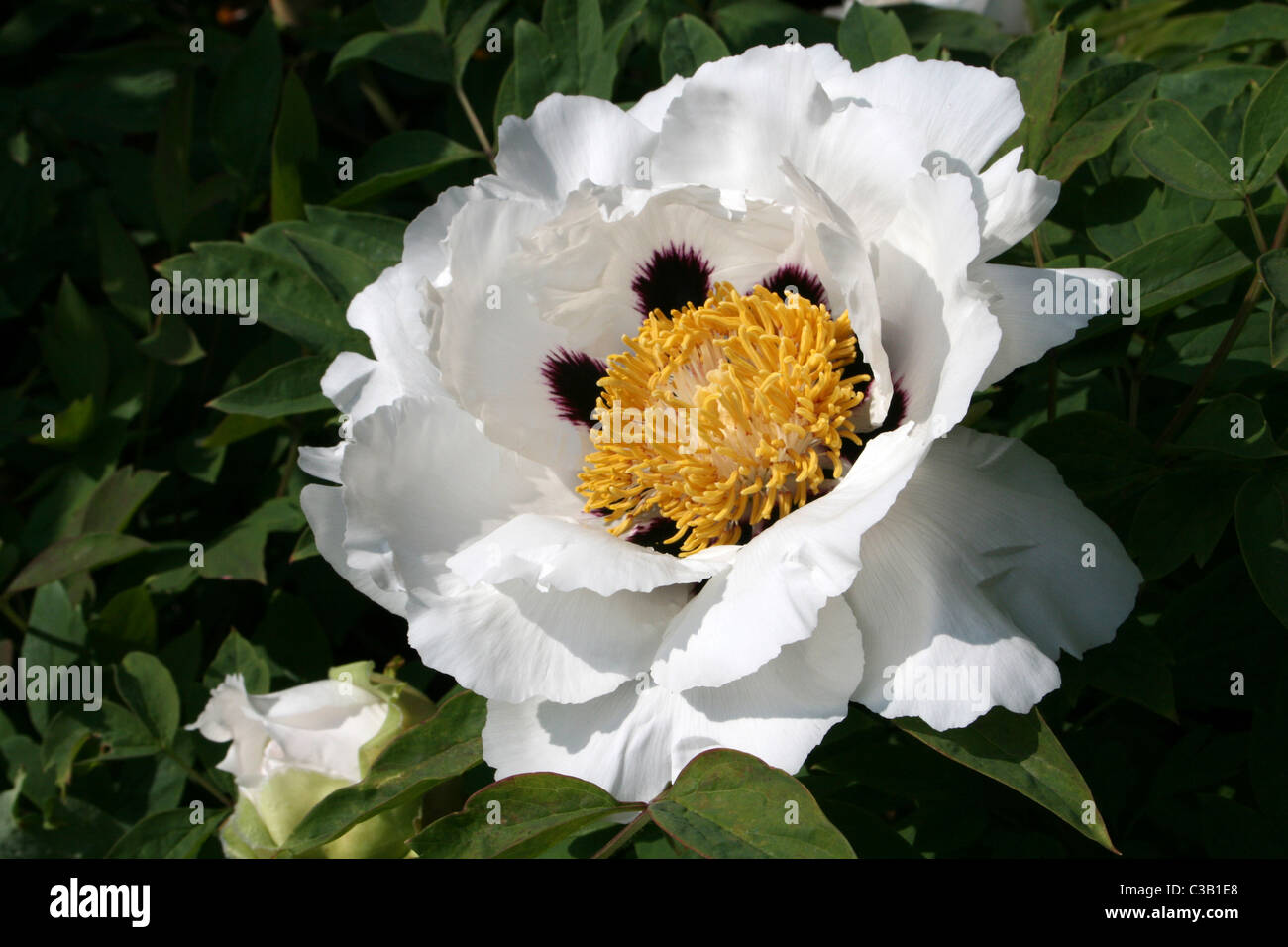 Fleur de pivoine arbustive Paeonia suffruticosa 'forme' du Rock Banque D'Images