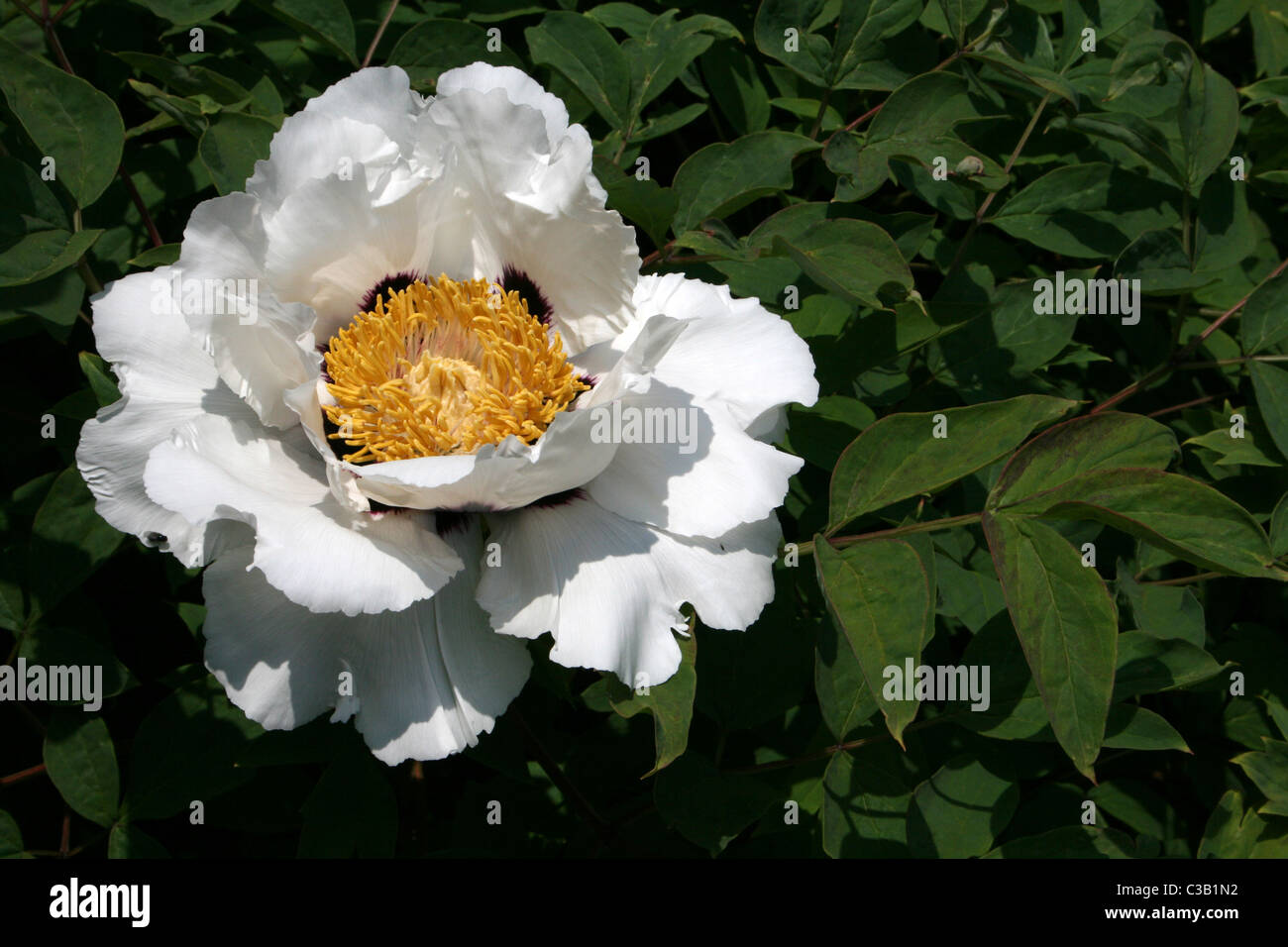 Fleur de pivoine arbustive Paeonia suffruticosa 'forme' du Rock Banque D'Images