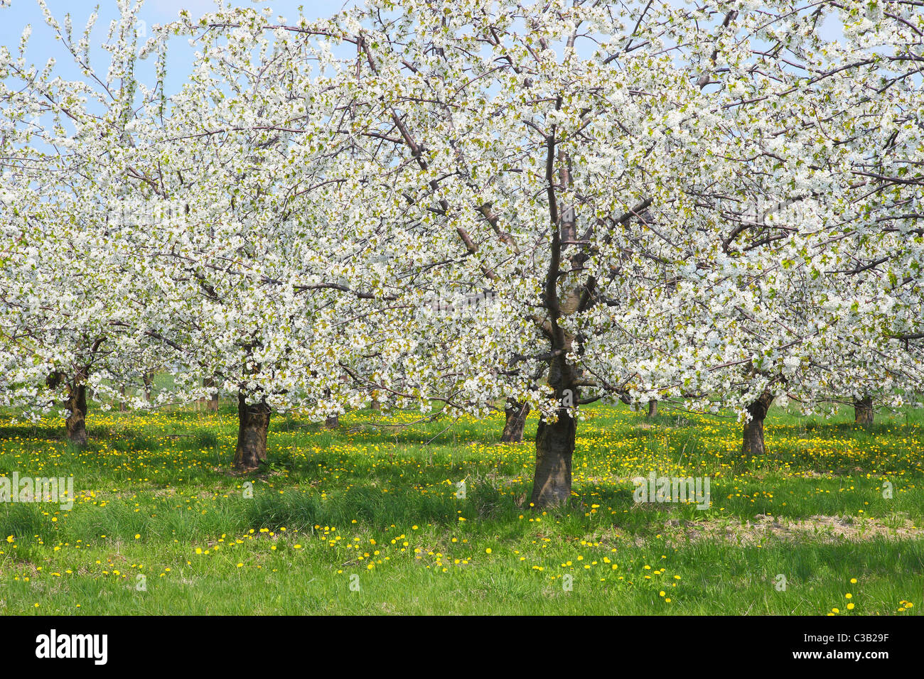 Cerisiers en fleurs printemps floraison Cherry Orchard Banque D'Images