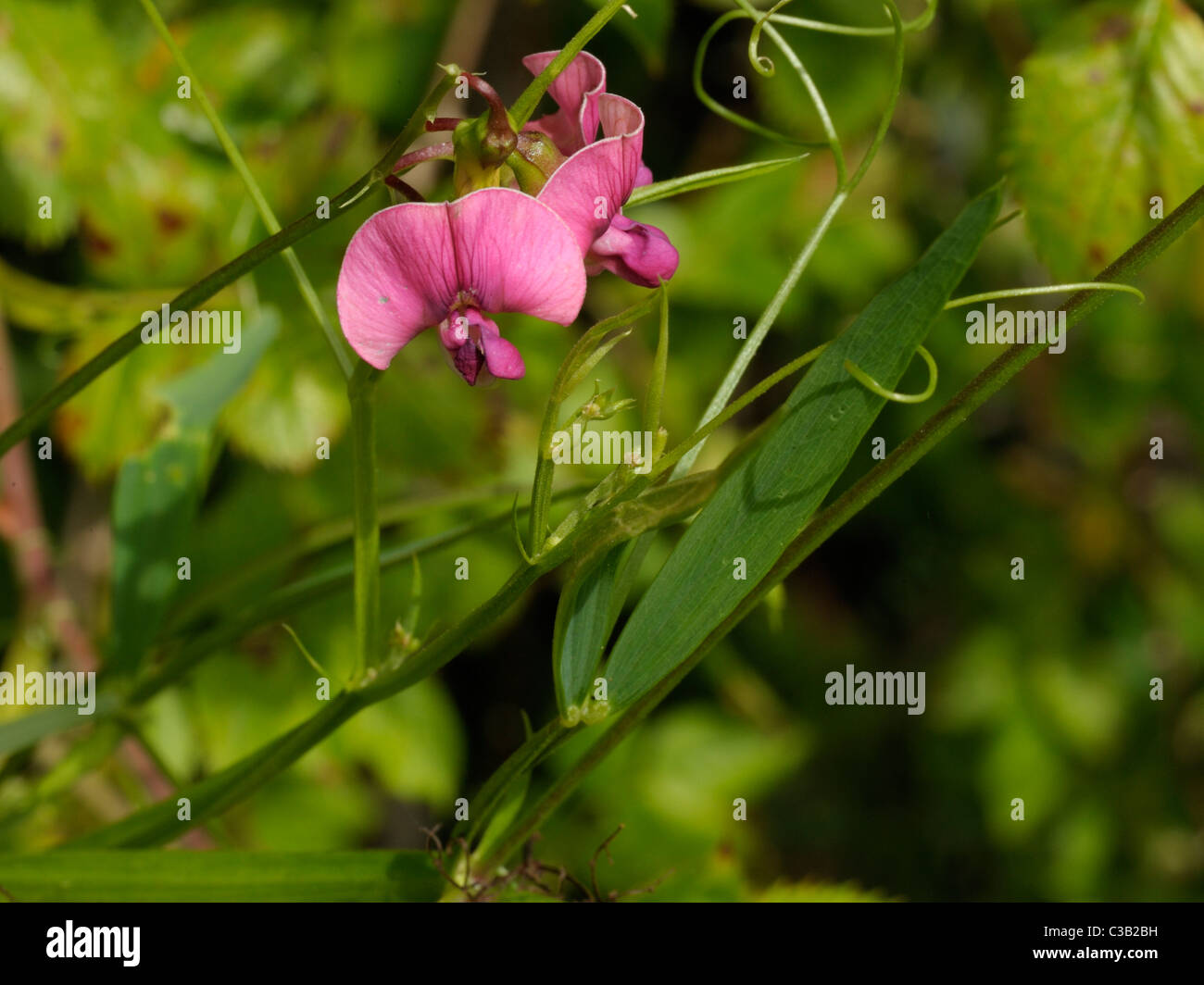 Éternelle à feuilles étroites-PEA, Lathyrus sylvestris Banque D'Images
