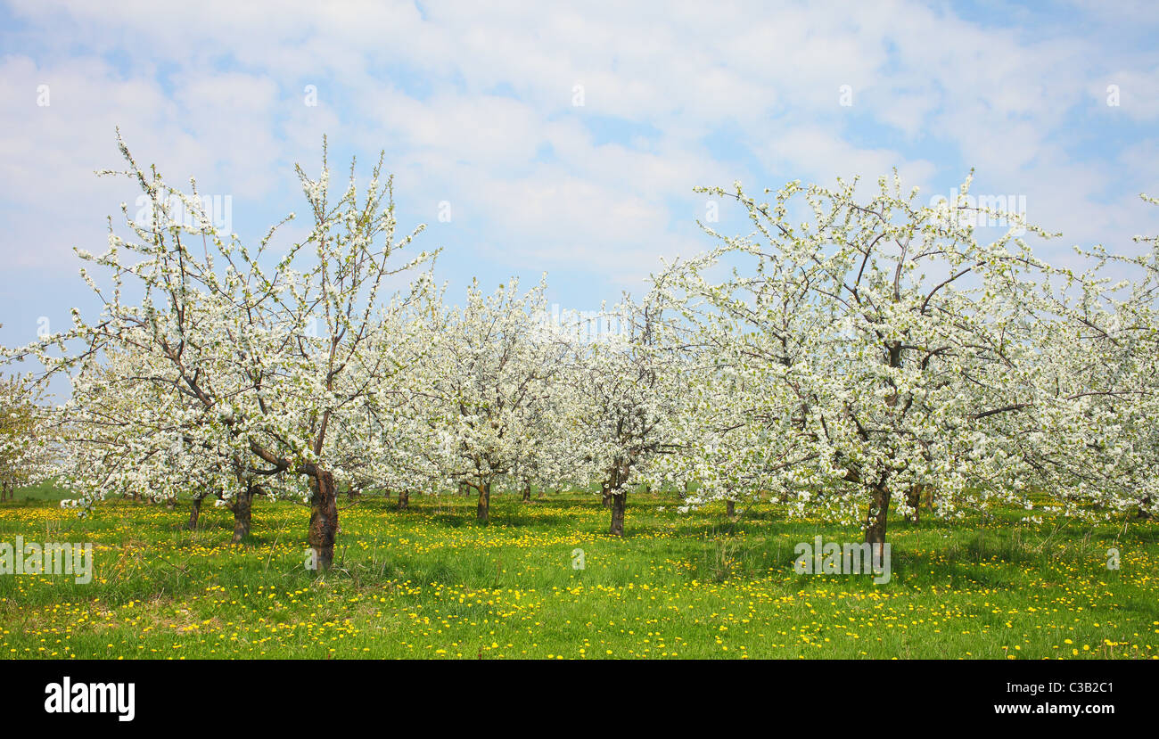 Cerisiers en fleurs printemps floraison Cherry Orchard Banque D'Images