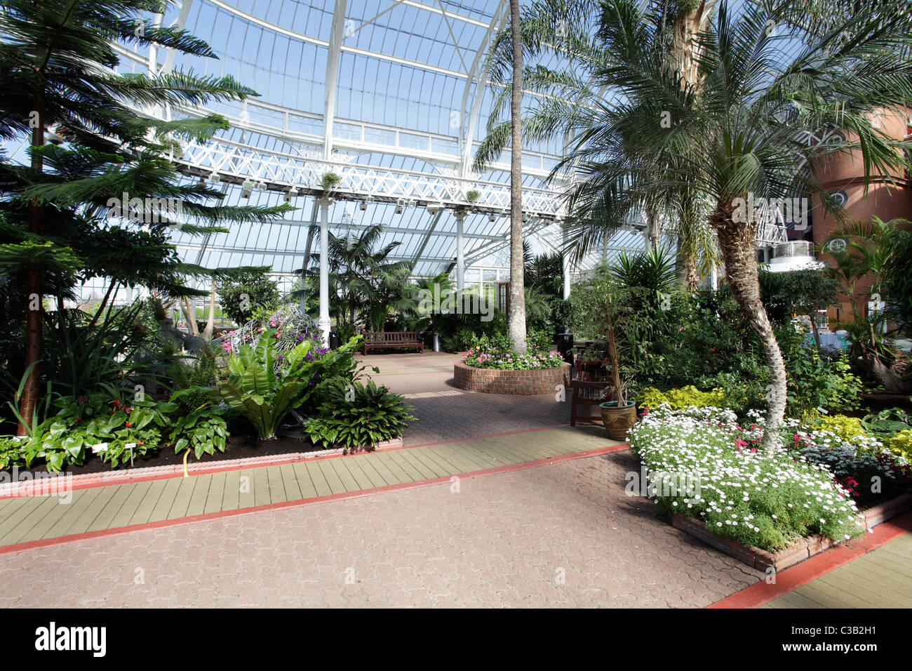 Winter Gardens Glasgow serre victorienne, Écosse, Royaume-Uni Banque D'Images