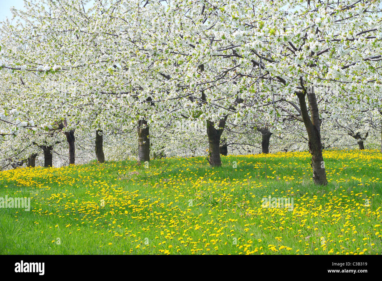 Cerisiers en fleurs printemps Cherry Orchard Banque D'Images