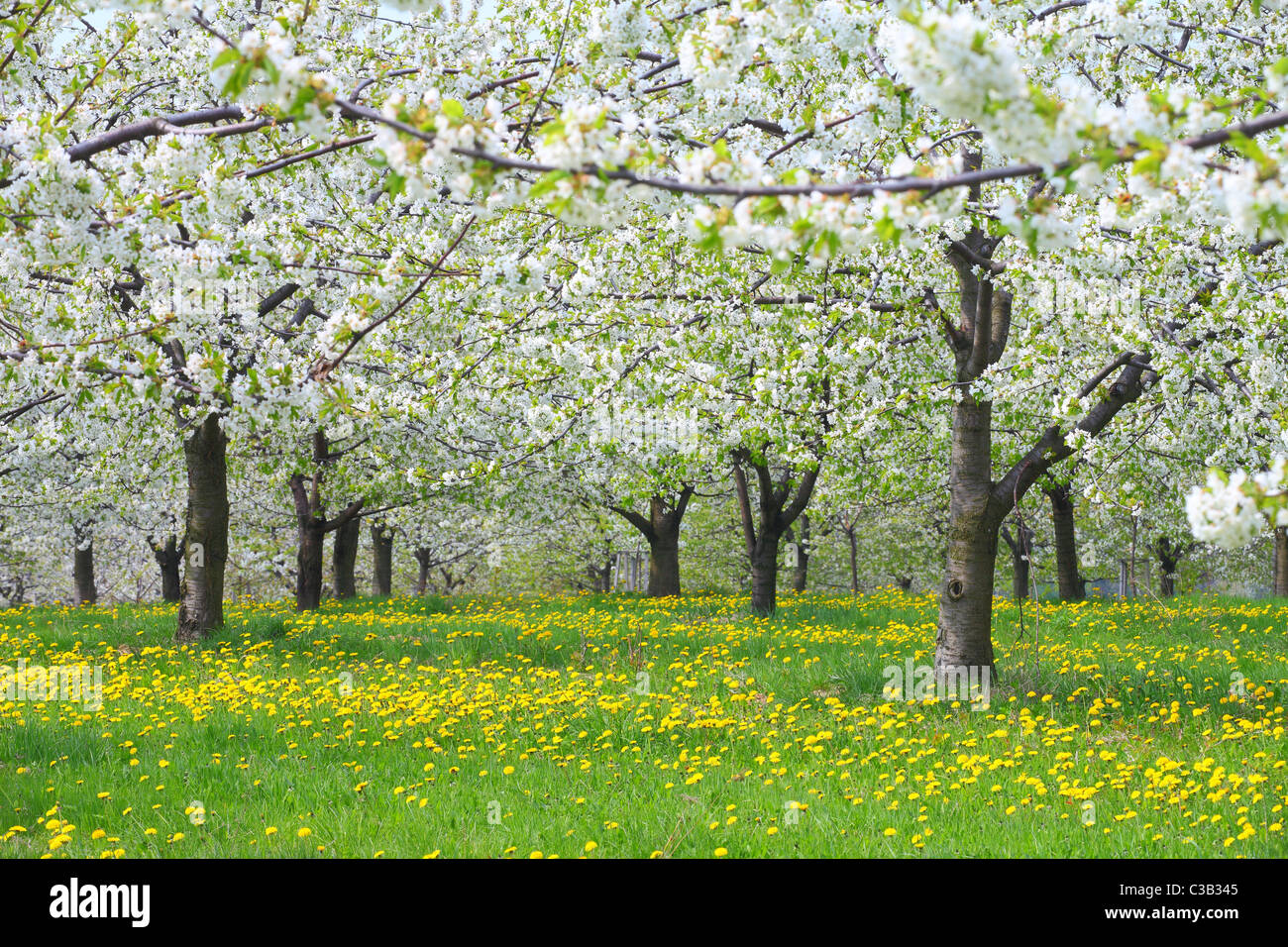 Cerisiers en fleurs printemps Cherry Orchard Banque D'Images