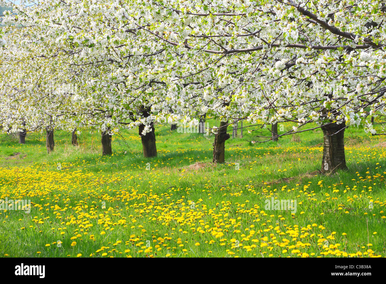 Cerisiers en fleurs printemps Cherry Orchard Banque D'Images