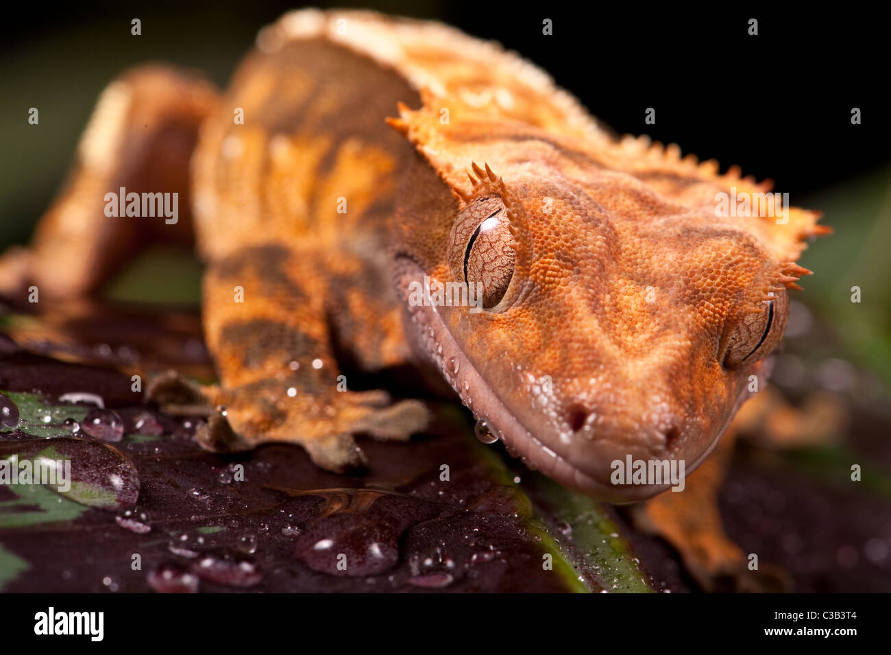 New Caledonian Crested Gecko - prises dans le studio. Banque D'Images