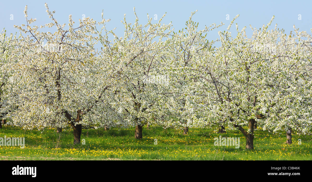 Cerisiers en fleurs printemps floraison Cherry Orchard Banque D'Images