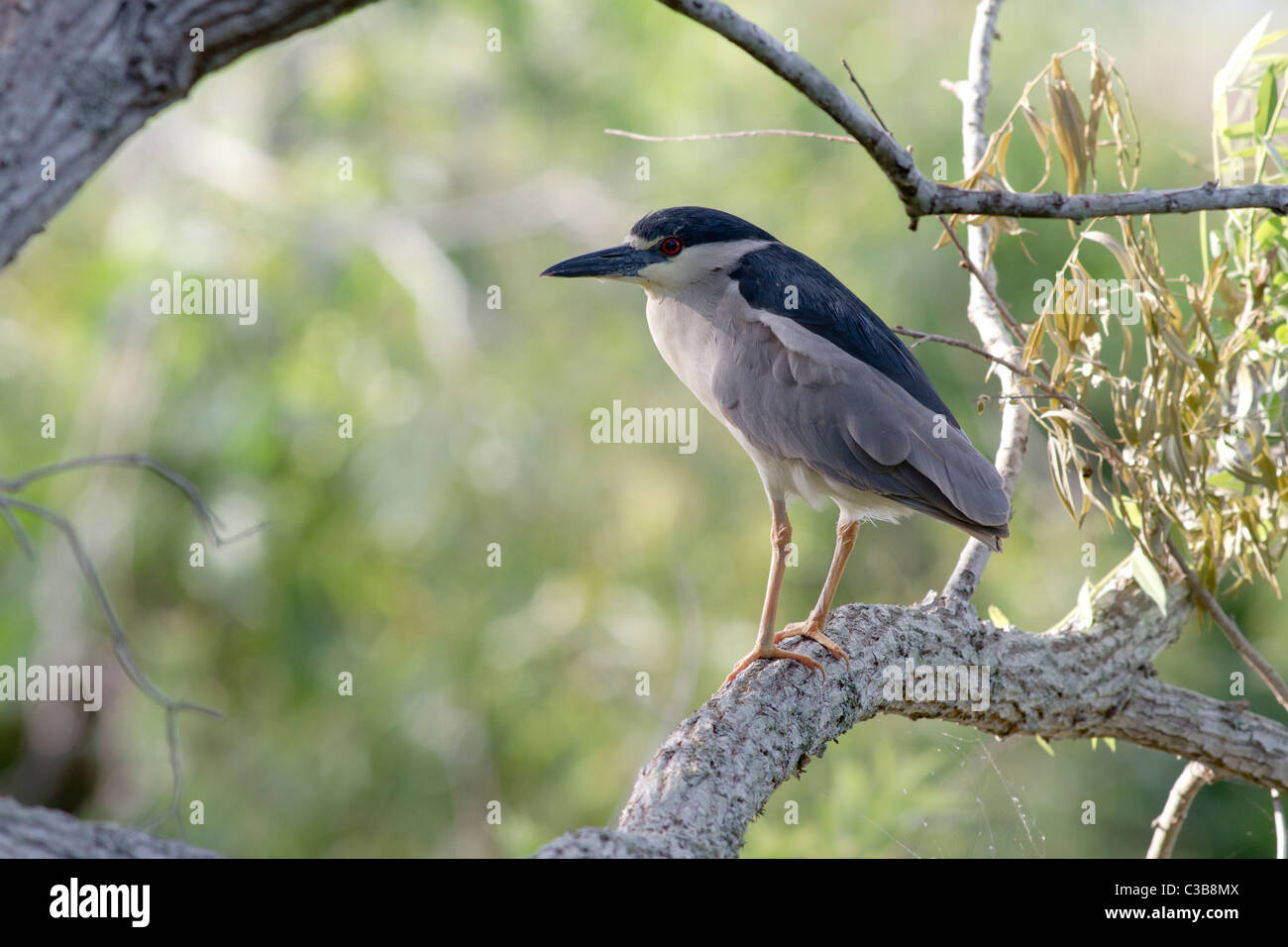 Bihoreau gris Nycticorax nycticorax, Venice, Florida, USA Banque D'Images