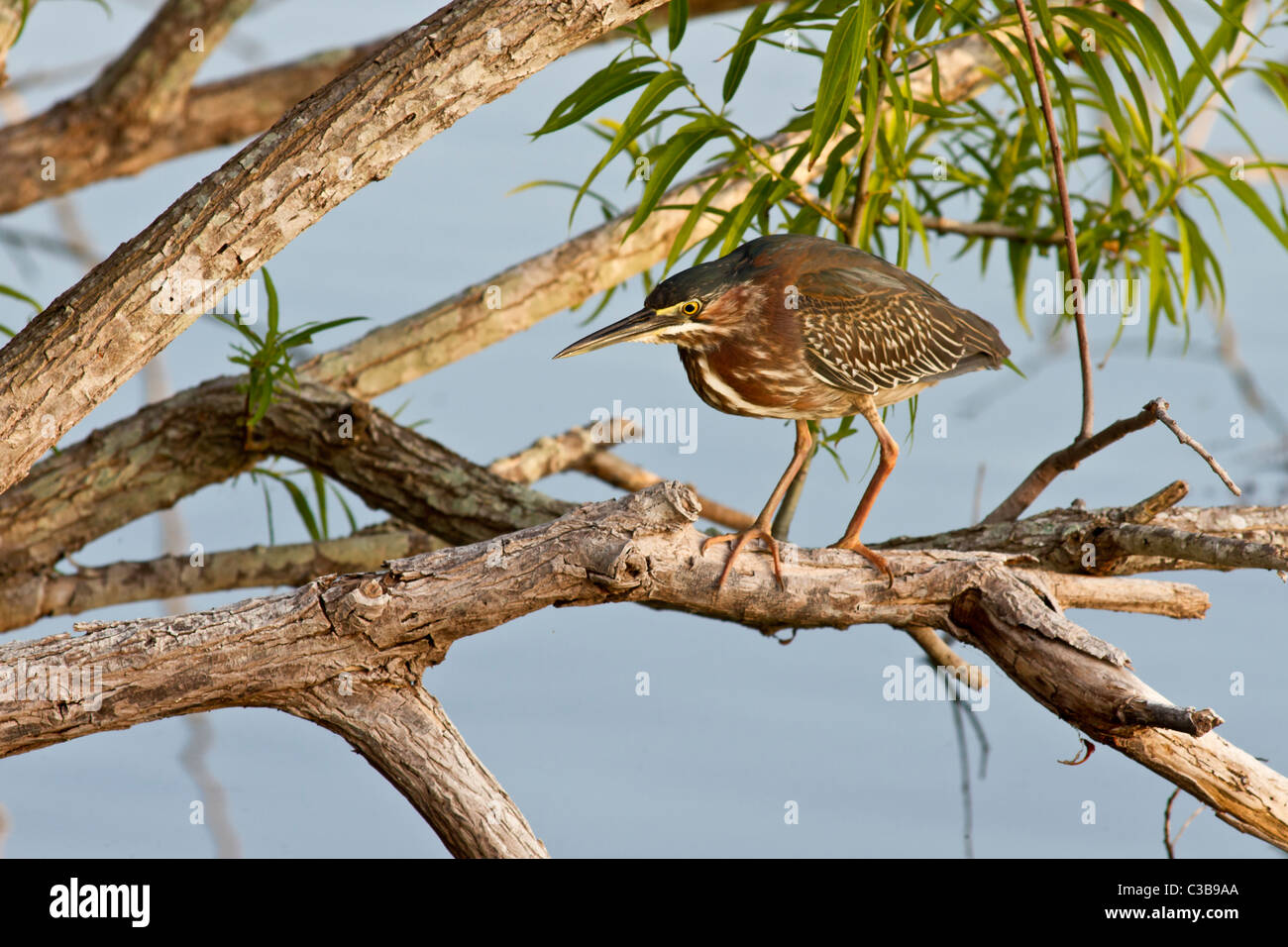 Héron vert, Butorides striatus, juvénile, Venice, Florida, USA Banque D'Images