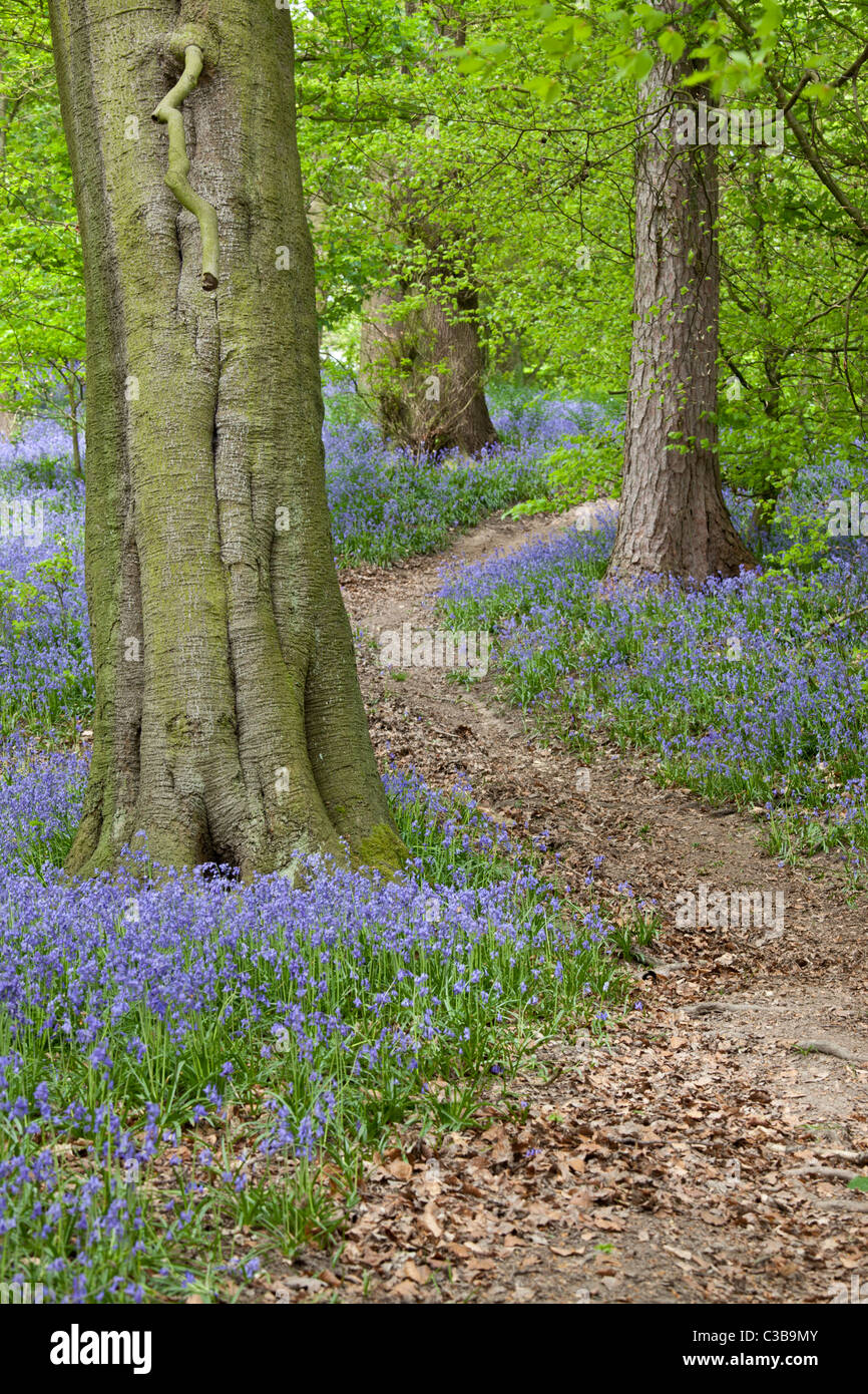 Clough Woods, Derbyshire, avec des jacinthes. Banque D'Images