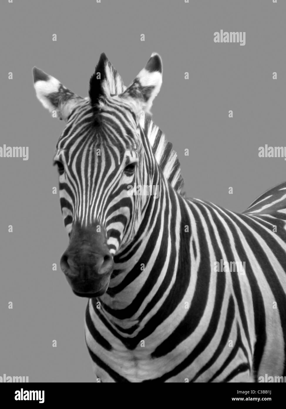 Portrait noir et blanc de zebra Banque D'Images