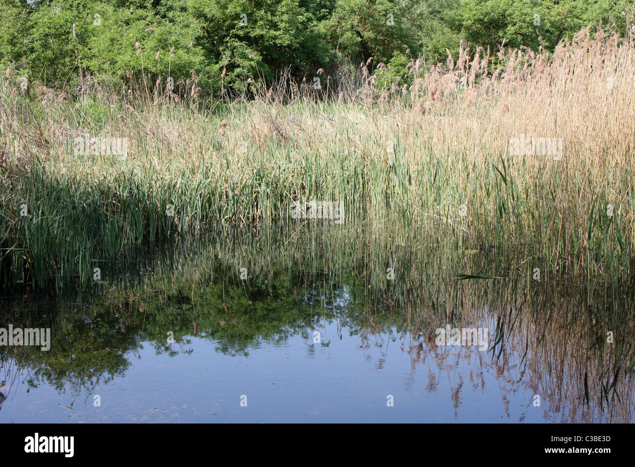 Habitat roselière et l'étang Fowlmere Fen cambridgeshire, réserve naturelle RSPB, aire de conservation des terres humides Banque D'Images