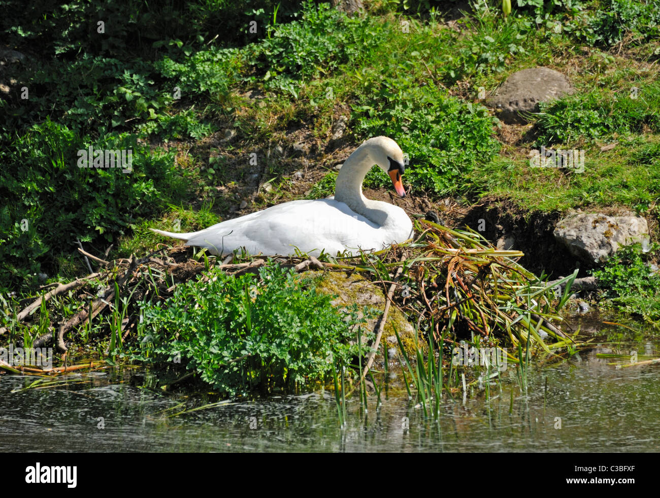 Cygne muet nichant sur le Nord de la Lancaster à Kendal canal. Tewitfield, Cumbria, Angleterre, Royaume-Uni, Europe. Banque D'Images