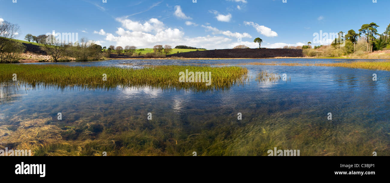 Priddy étang dans le Somerset, Mendips avec pinceau paysage noirci après les dégâts causés par le feu, prise le jour ensoleillé Banque D'Images