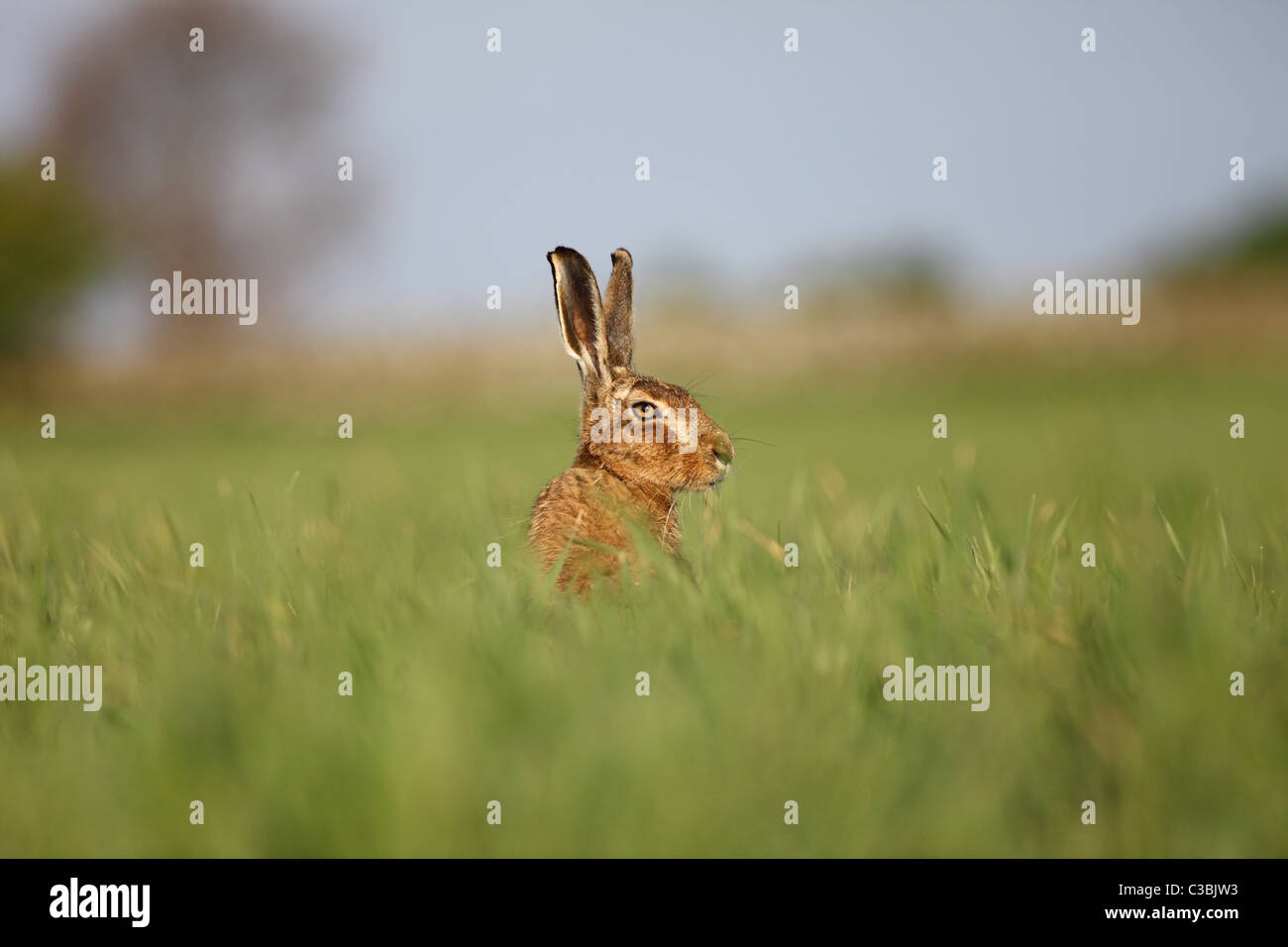 Lièvre brun Lepus europaeus Banque D'Images
