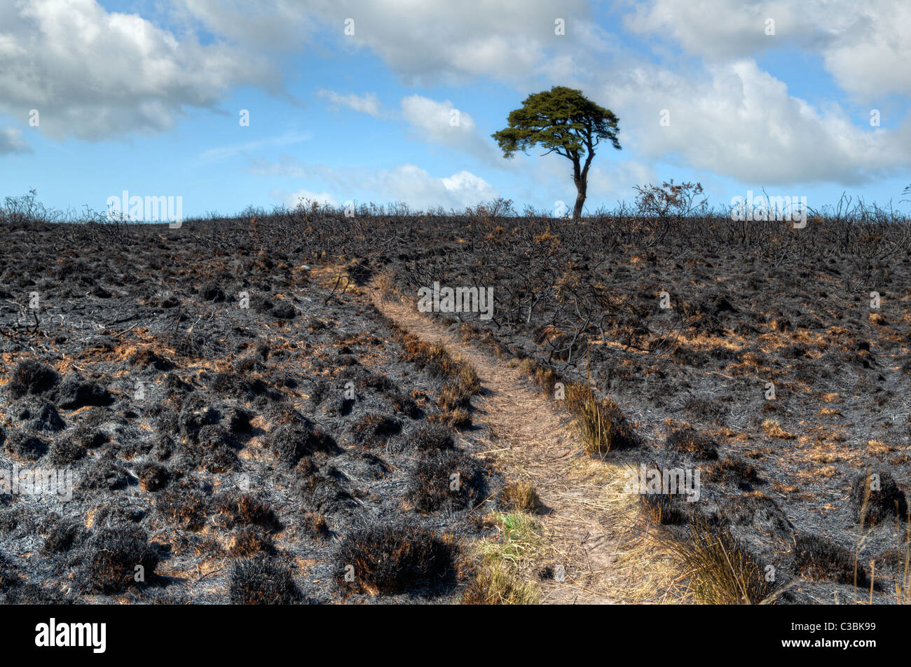 Terre brûlée avec arbre sur horizon après pinceau ou hill feux à Priddy, dans le Somerset, Royaume-Uni Mendips, pris aux beaux jours Banque D'Images