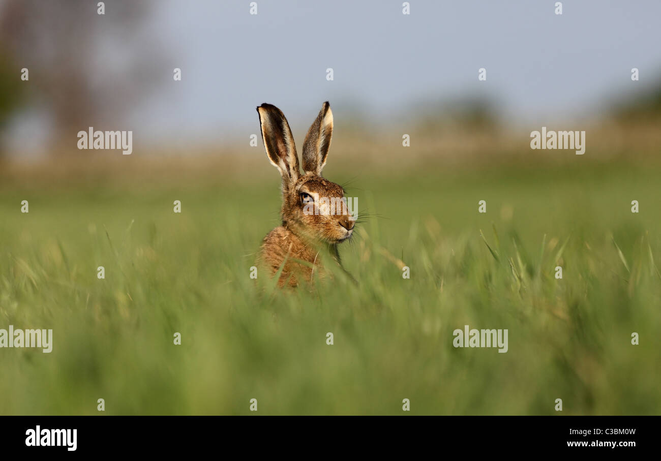 Lièvre brun Lepus europaeus Banque D'Images