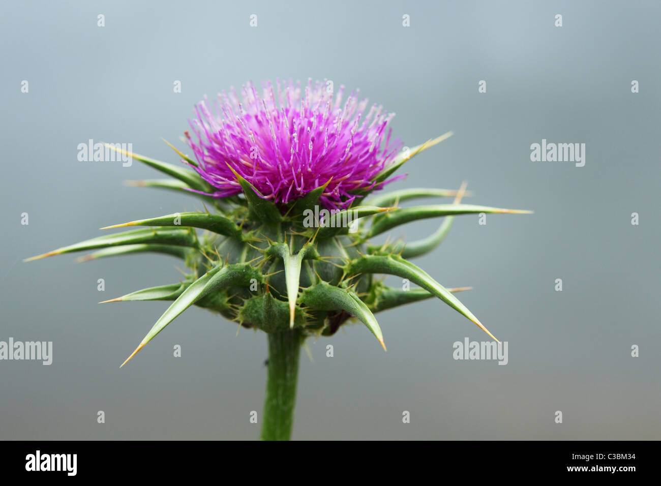 Le chef d'une fleur du chardon-Marie (Silybum marianum). Banque D'Images