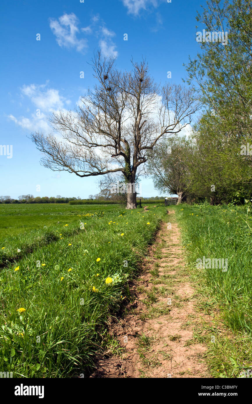 Jolie scène de campagne prises près de Fenny château, Somerset, Angleterre Royaume-uni le jour de printemps ensoleillée Banque D'Images