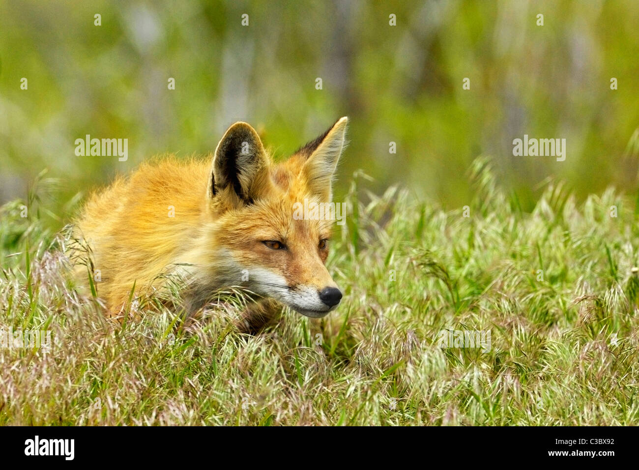 Portrait d'une chasse le renard roux. Banque D'Images
