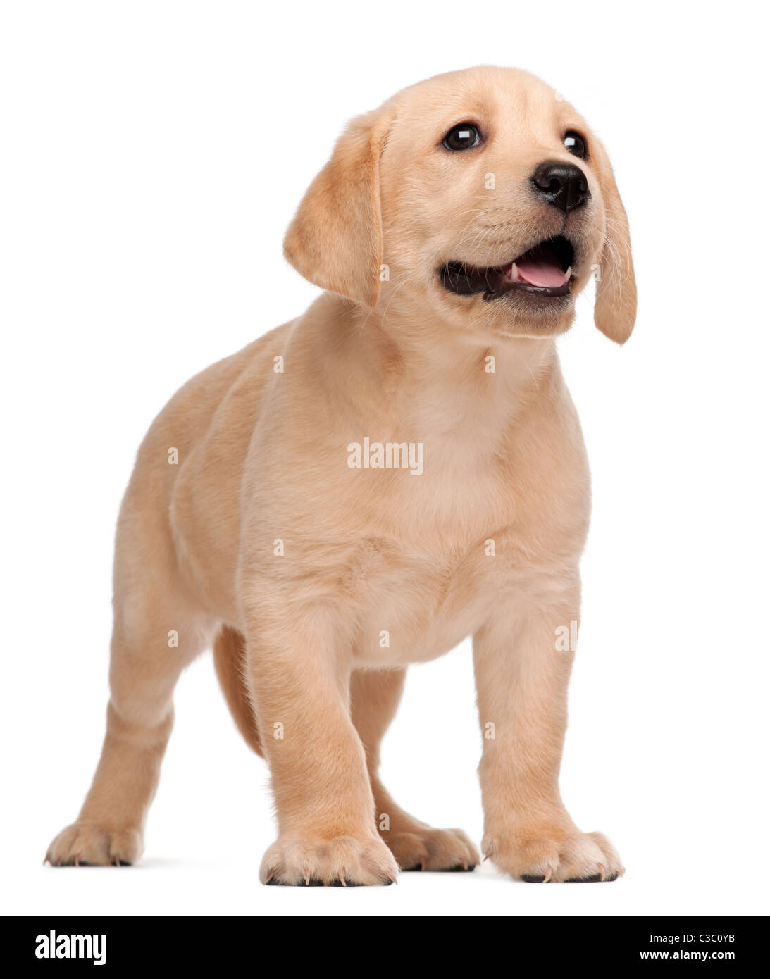 Labrador, chiot, 7 semaines, in front of white background Banque D'Images Labrador, chiot, 7 semaines, in front of white background Banque D'Images