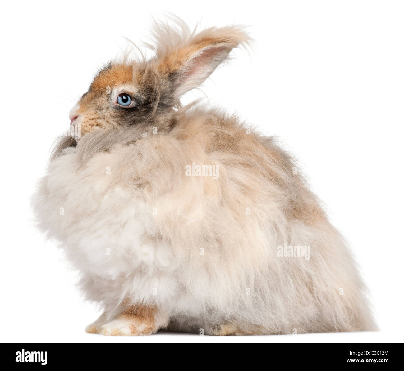 Lapin angora anglais in front of white background Banque D'Images