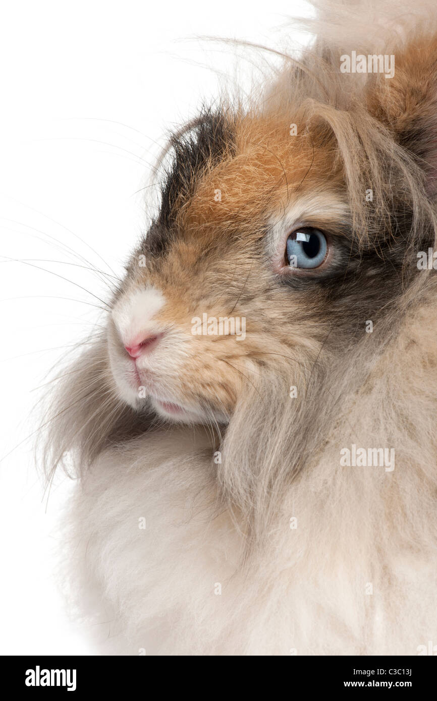 Close-up of English lapin angora in front of white background Banque D'Images