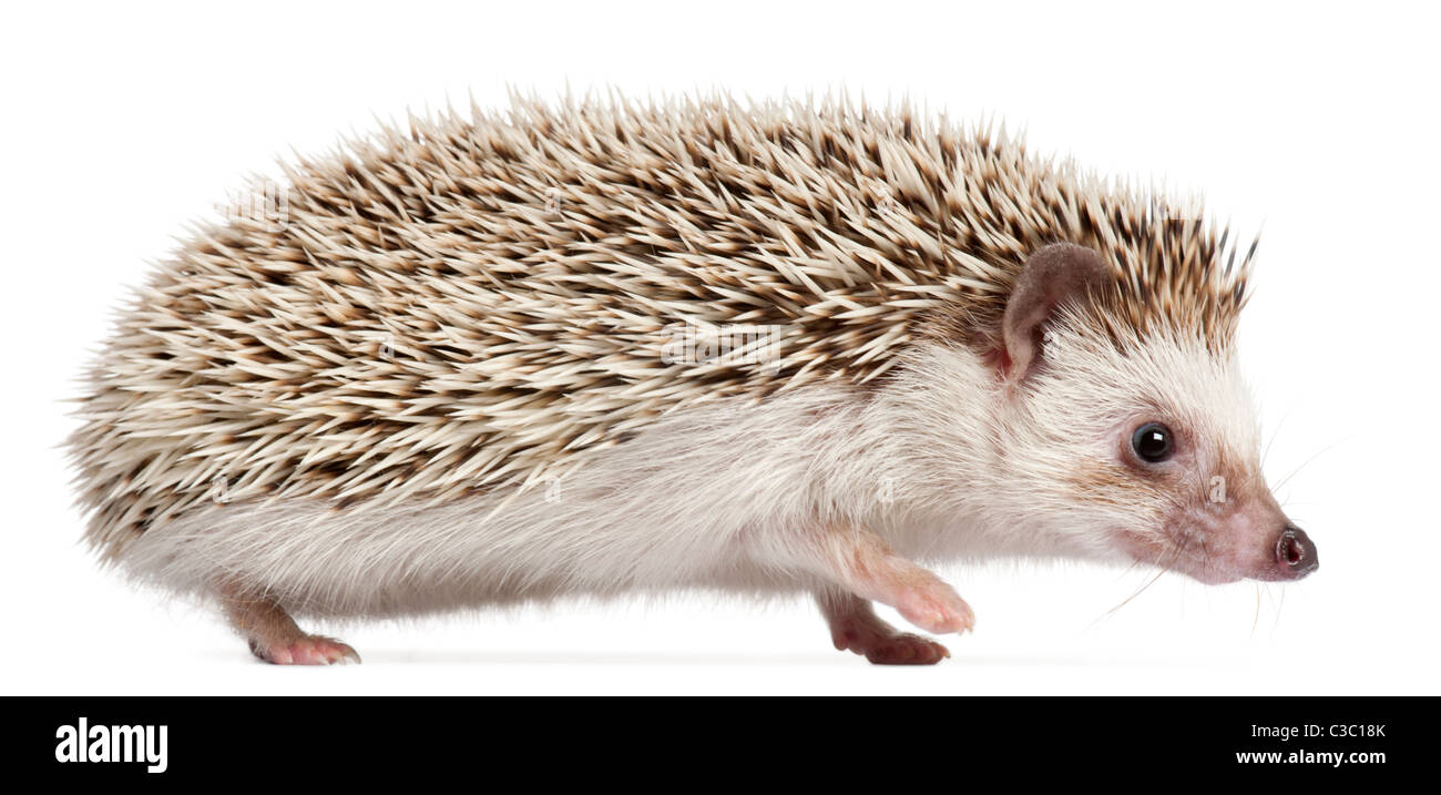 Quatre-toed Hedgehog, Atelerix albiventris, 10 years old, in front of white background Banque D'Images