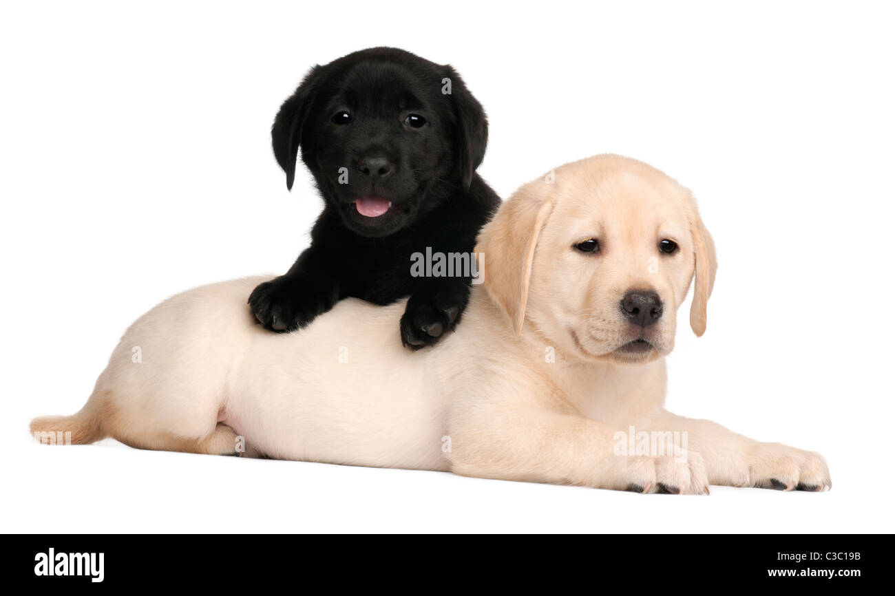 Deux chiots Labrador, 7 semaines, in front of white background Banque D'Images