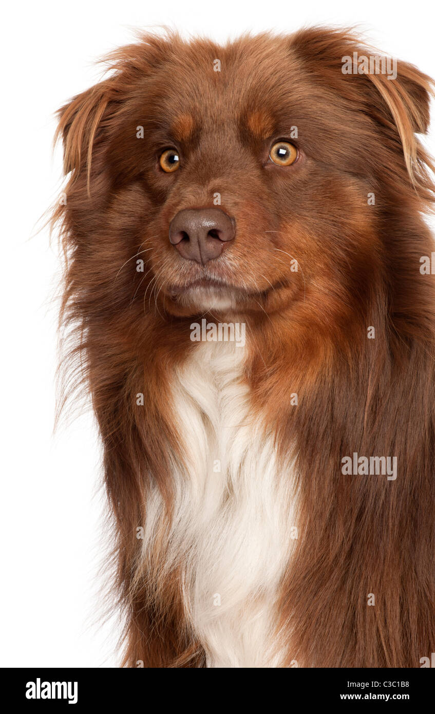 Close-up of Australian Shepherd Dog in front of white background Banque D'Images