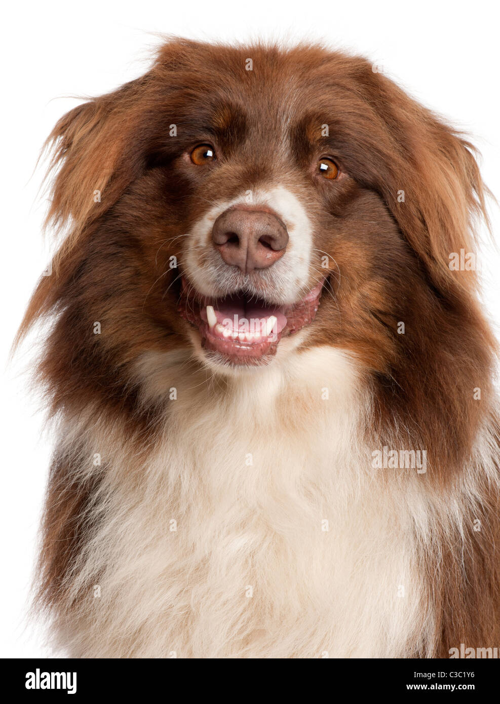 Close-up of Australian Shepherd Dog in front of white background Banque D'Images