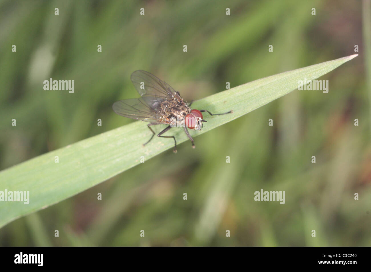 Une espèce de mouche à viande Banque D'Images