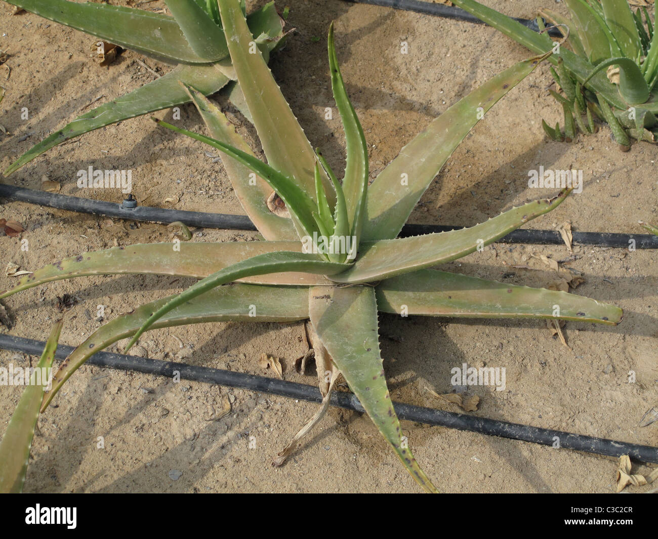 Usine de vera d'aloès dans la terre de jardin de sable avec des tuyaux d'irrigation à Abu Dhabi, Émirats Arabes Unis Banque D'Images