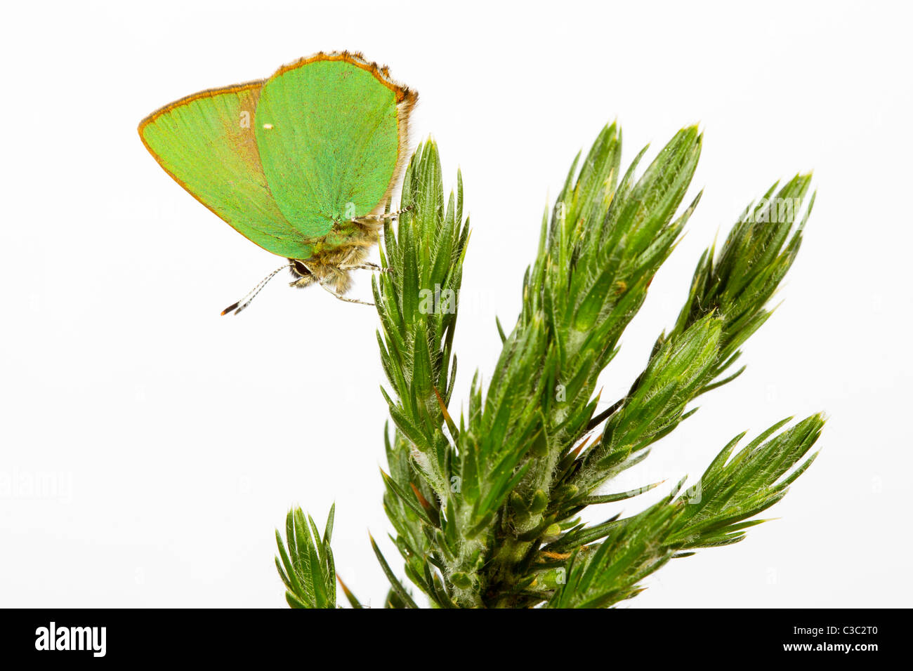 Green Hairstreak Callophrys rubi papillon Banque D'Images