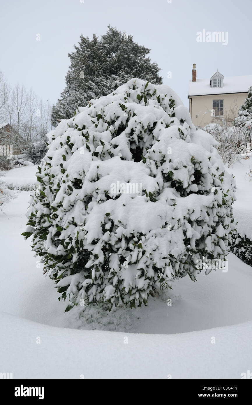 Bay Tree sous la neige en hiver, Devon Banque D'Images