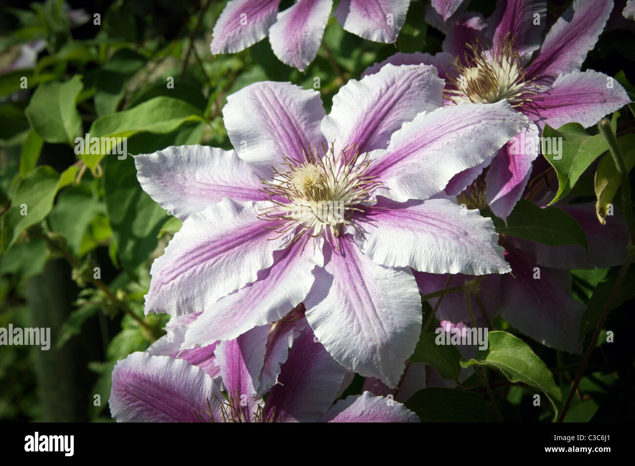 Randonnées clematis fleurs en fleurs au printemps Banque D'Images