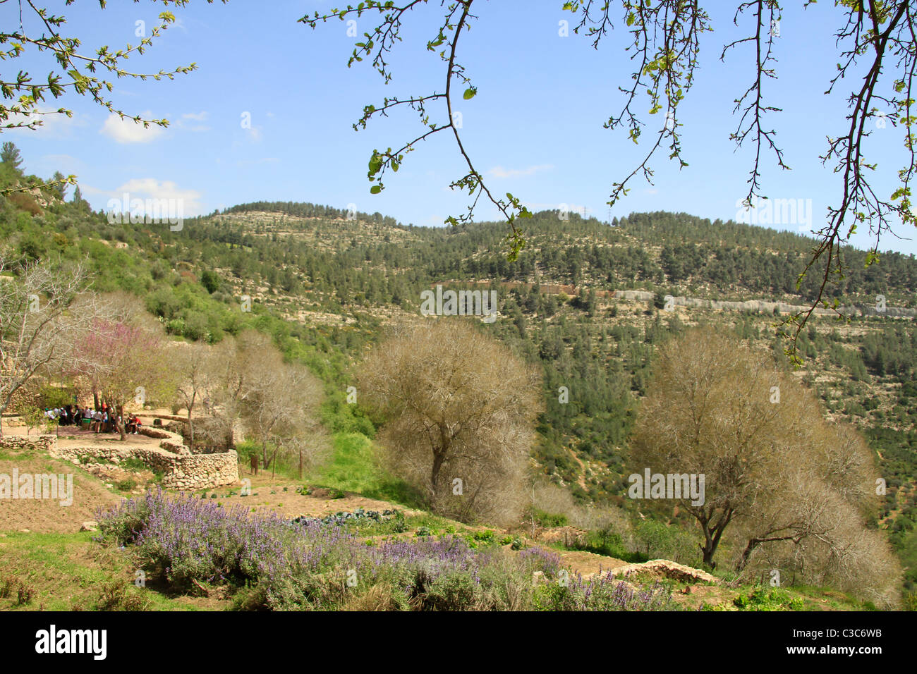 Israël, Jérusalem montagnes, vue de Sataf Banque D'Images