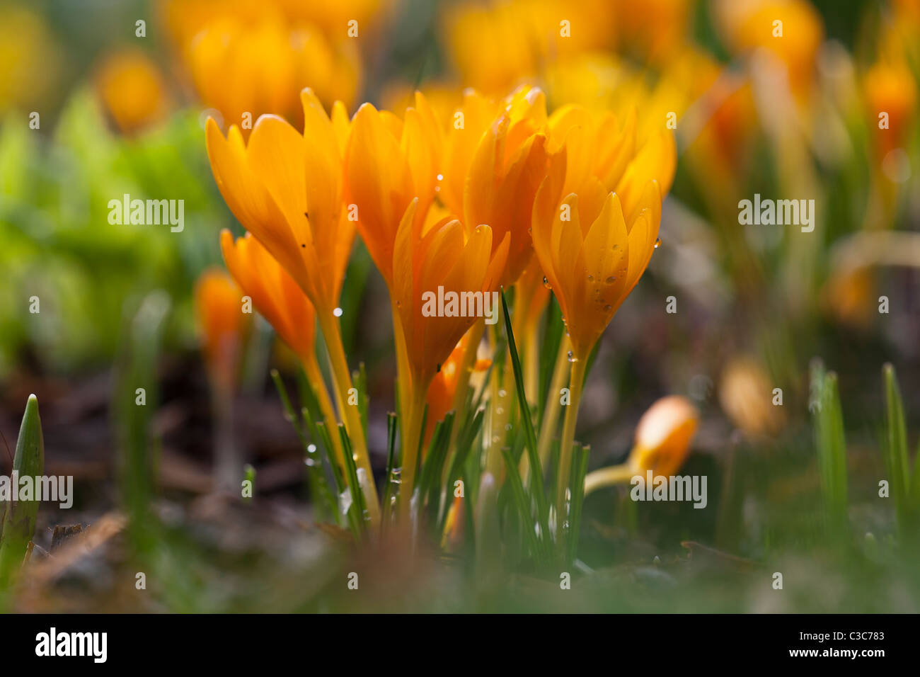 Les crocus jaune en fleur au printemps avec la rosée du matin Banque D'Images