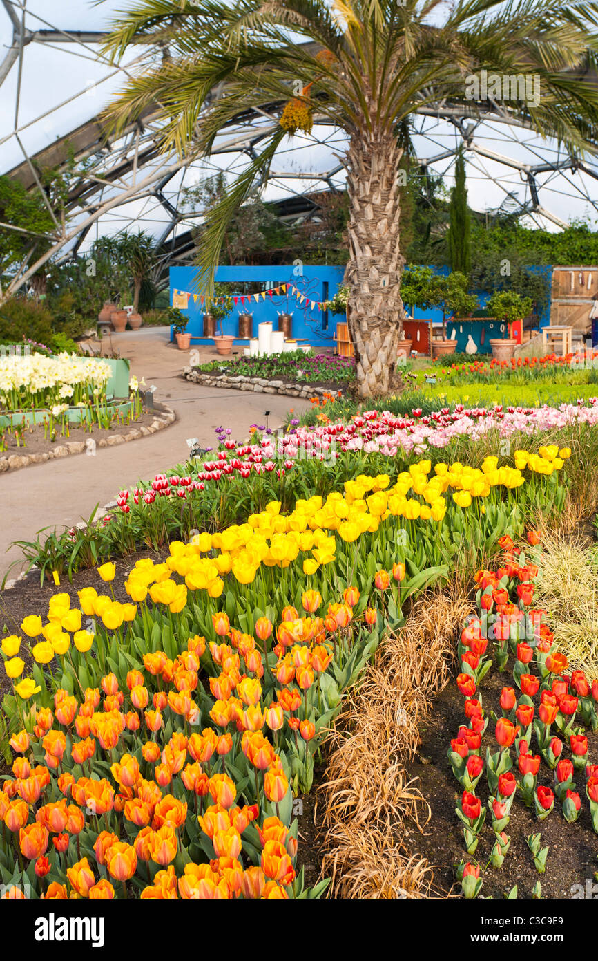 Eden Project UK - Tulipes au biome méditerranéen Banque D'Images