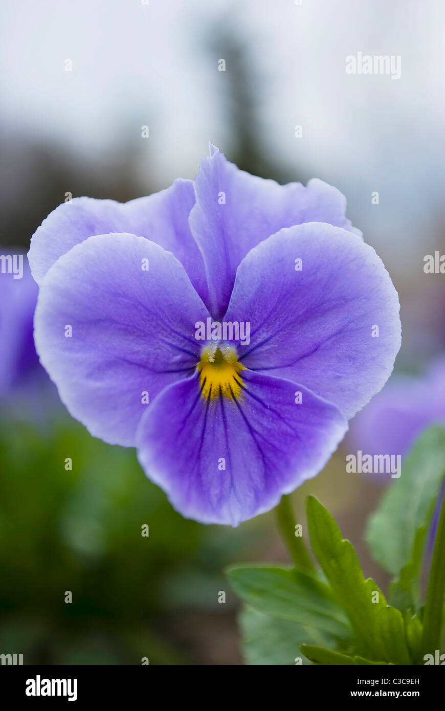 Belle fleur à pansy de l'alto dans un jardin de printemps Banque D'Images
