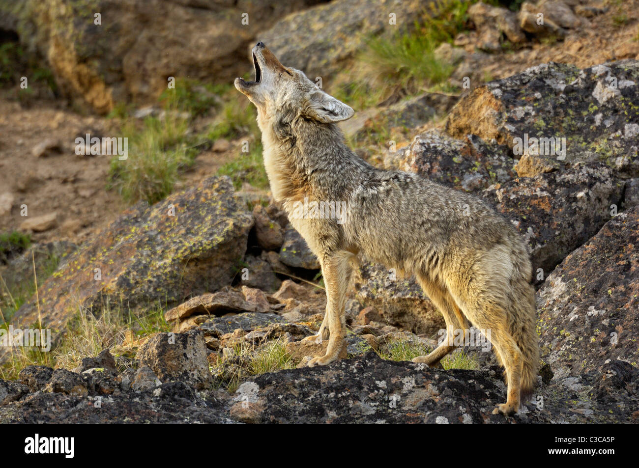 Le coyote hurle au coucher du soleil Banque D'Images