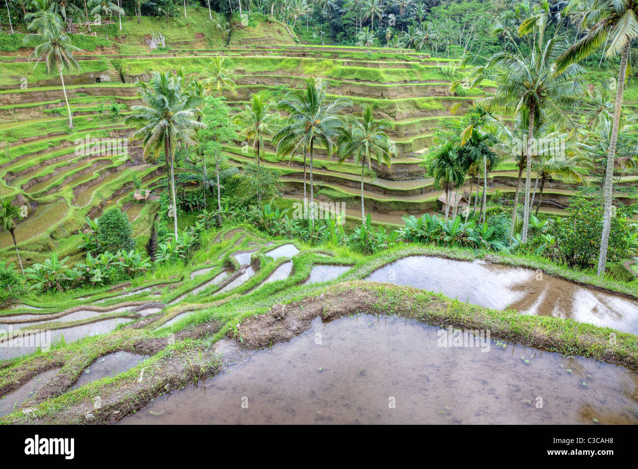 Paysage de rizières en terrasses de Bali, Indonésie. La photographie à grande gamme dynamique. Banque D'Images