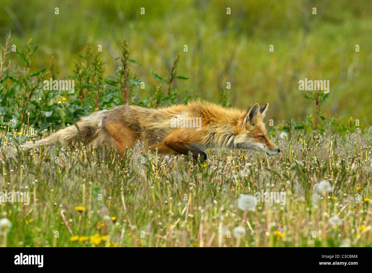 Red Fox sur le vagabondage. Banque D'Images